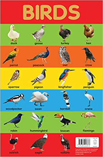 Wonder house Early Learning Educational Charts Birds